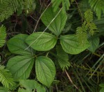 Dioscorea dumetorum