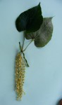 Dioscorea praehensilis