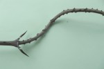 Dioscorea praehensilis