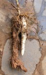 Dioscorea praehensilis