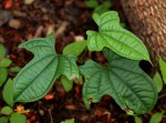 Dioscorea sansibarensis