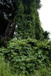 Dioscorea sansibarensis