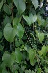 Dioscorea schimperiana