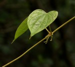 Dioscorea schimperiana