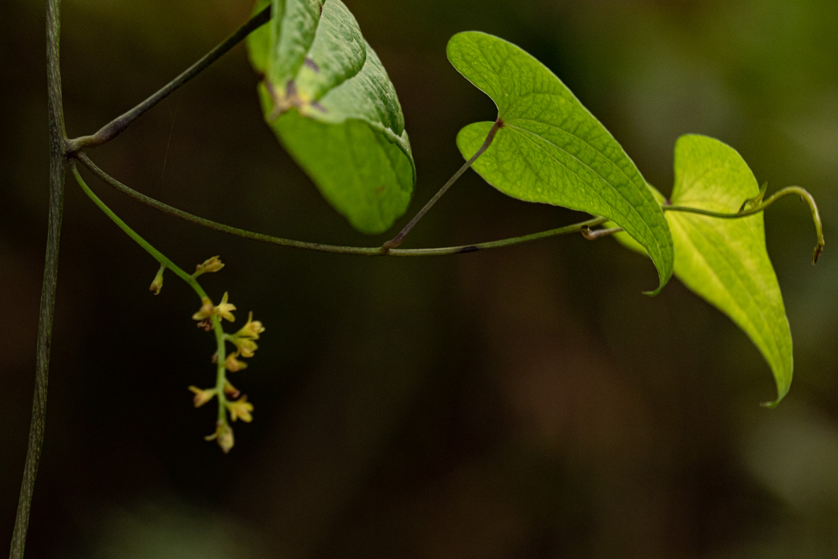 Dioscorea sylvatica
