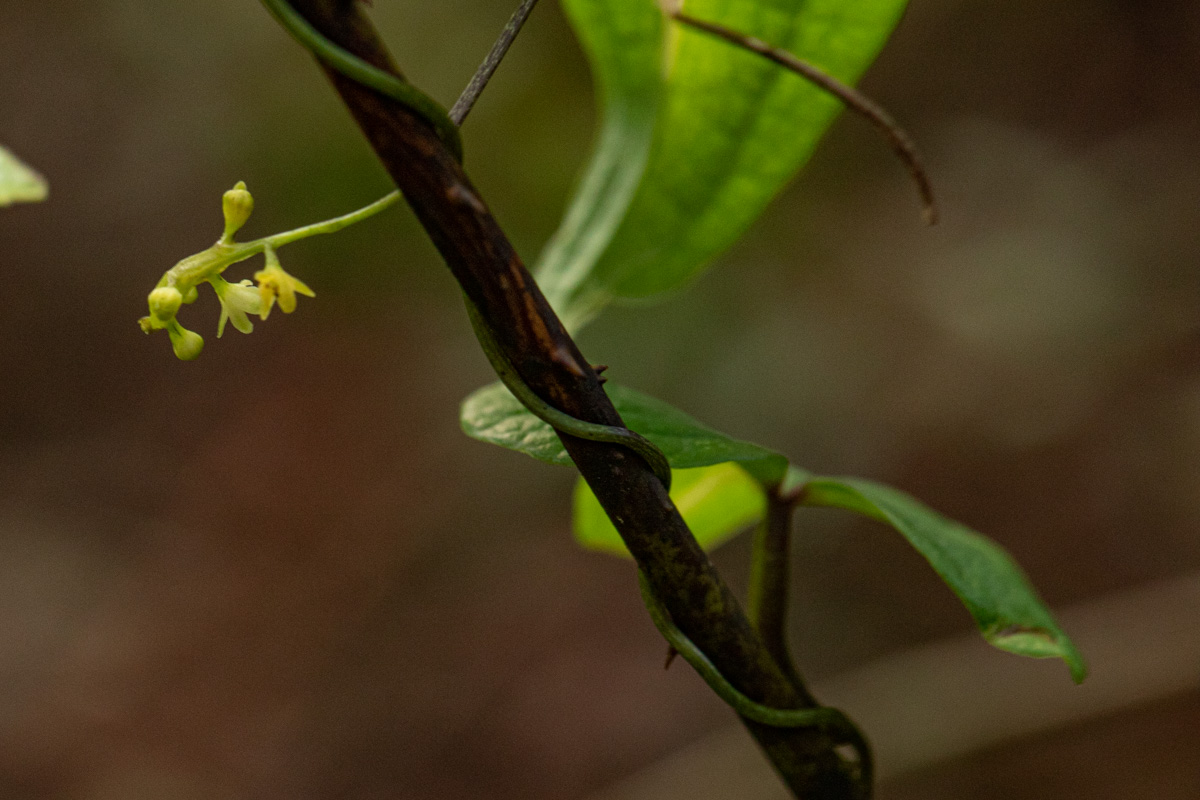 Dioscorea sylvatica