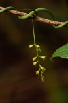 Dioscorea sylvatica