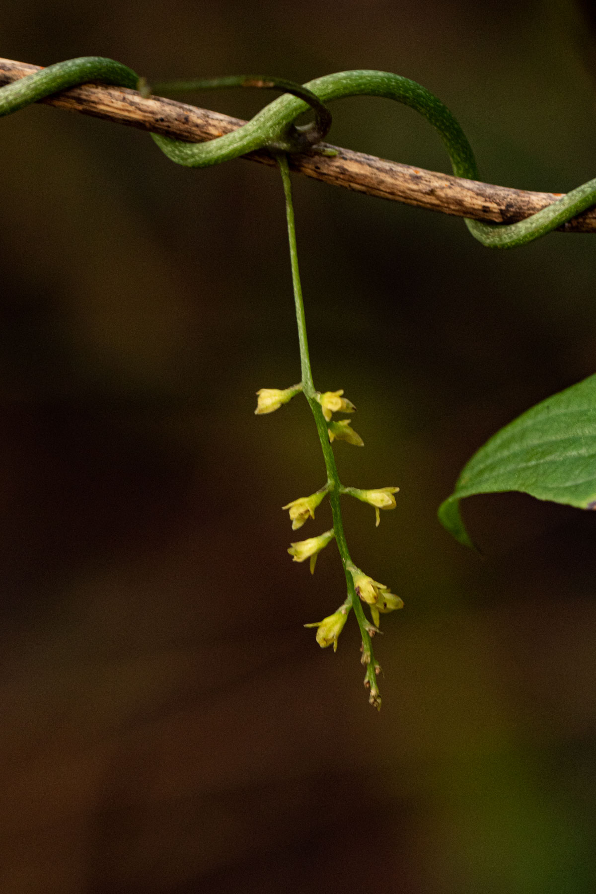 Dioscorea sylvatica