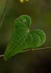Dioscorea sylvatica