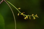 Dioscorea sylvatica