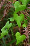 Dioscorea sylvatica