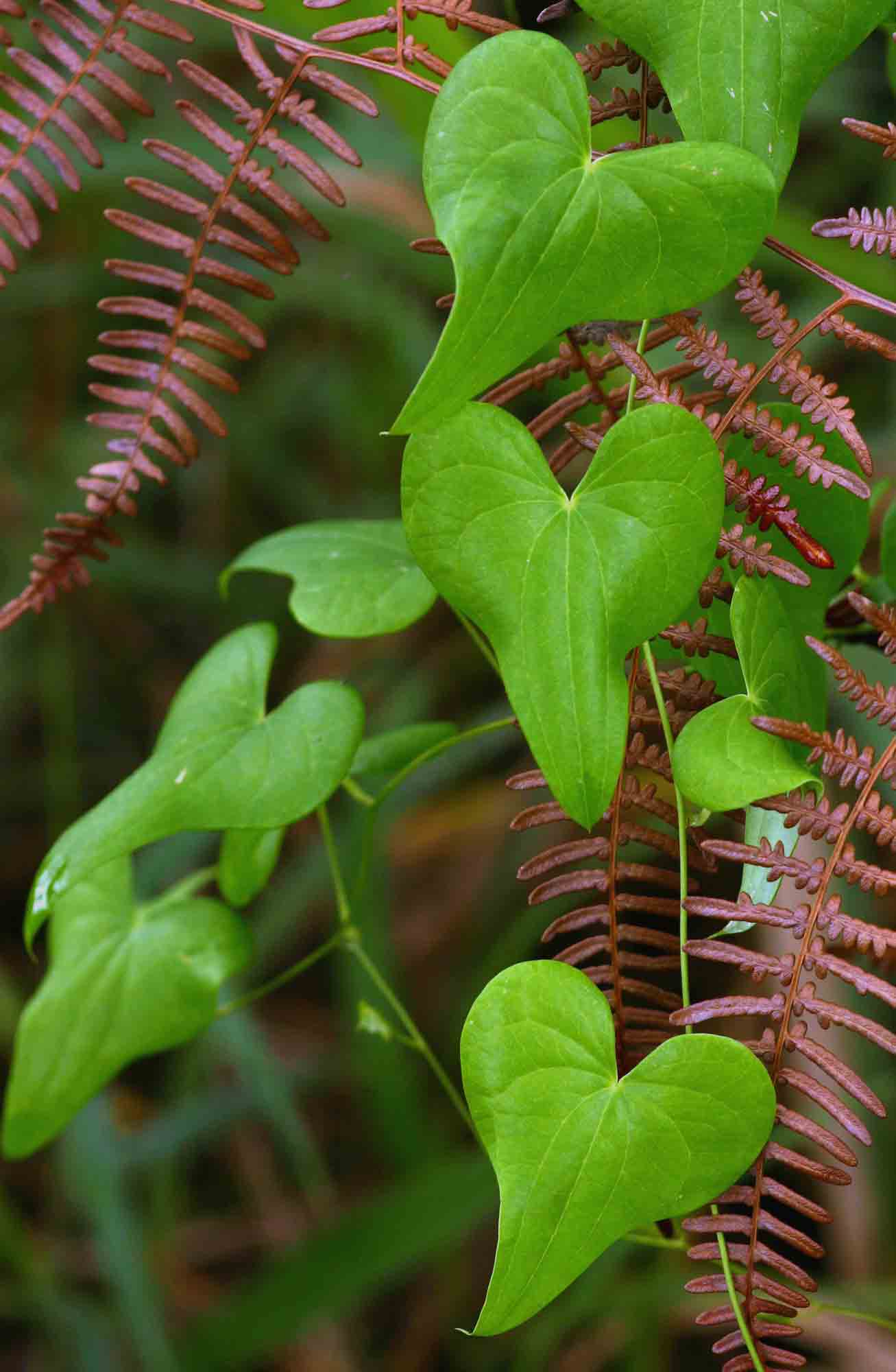 Dioscorea sylvatica