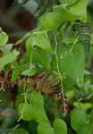 Dioscorea sylvatica