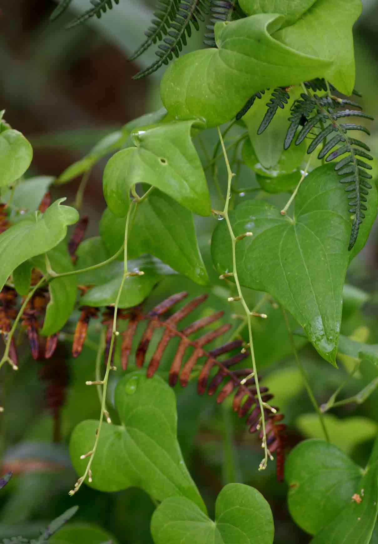 Dioscorea sylvatica
