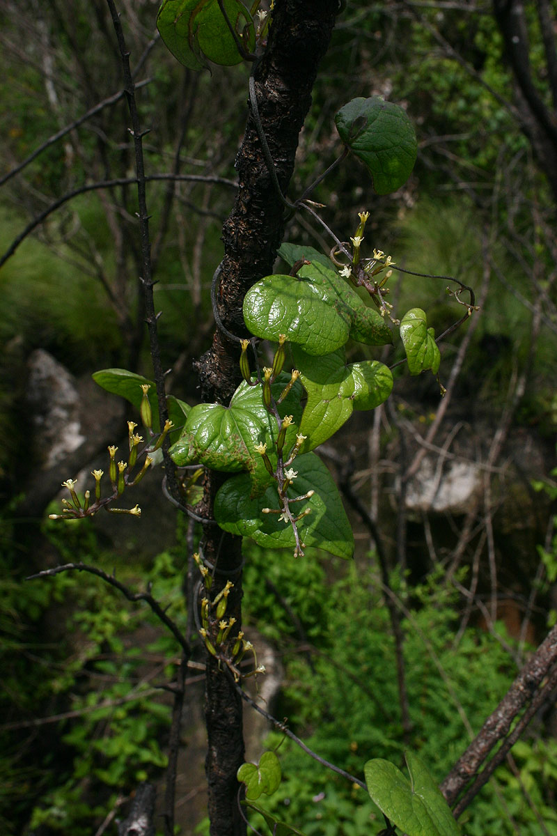 Dioscorea sylvatica