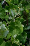 Dioscorea sylvatica