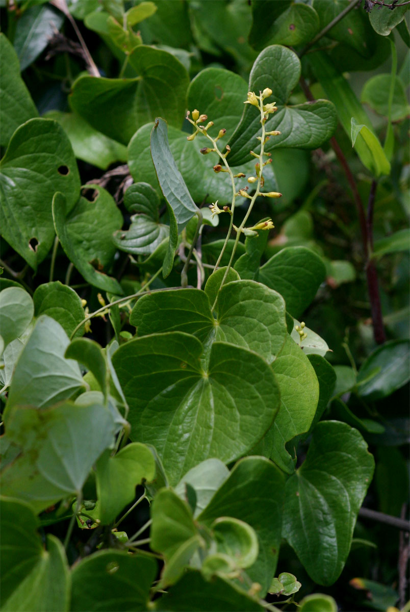 Dioscorea sylvatica