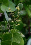 Dioscorea sylvatica