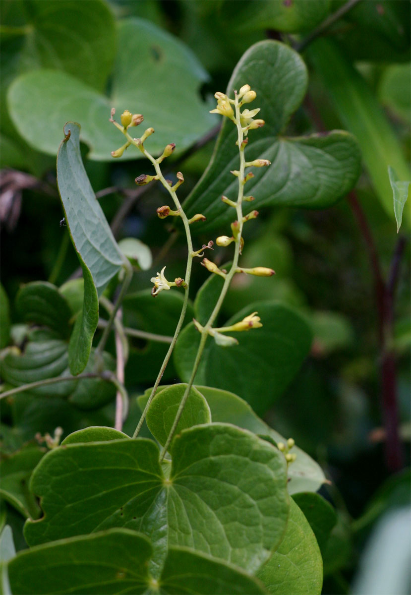 Dioscorea sylvatica