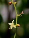 Dioscorea sylvatica
