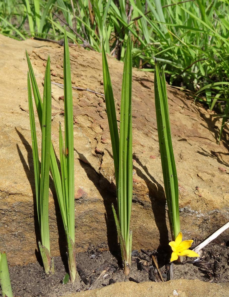 Curculigo pilosa