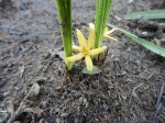 Curculigo pilosa