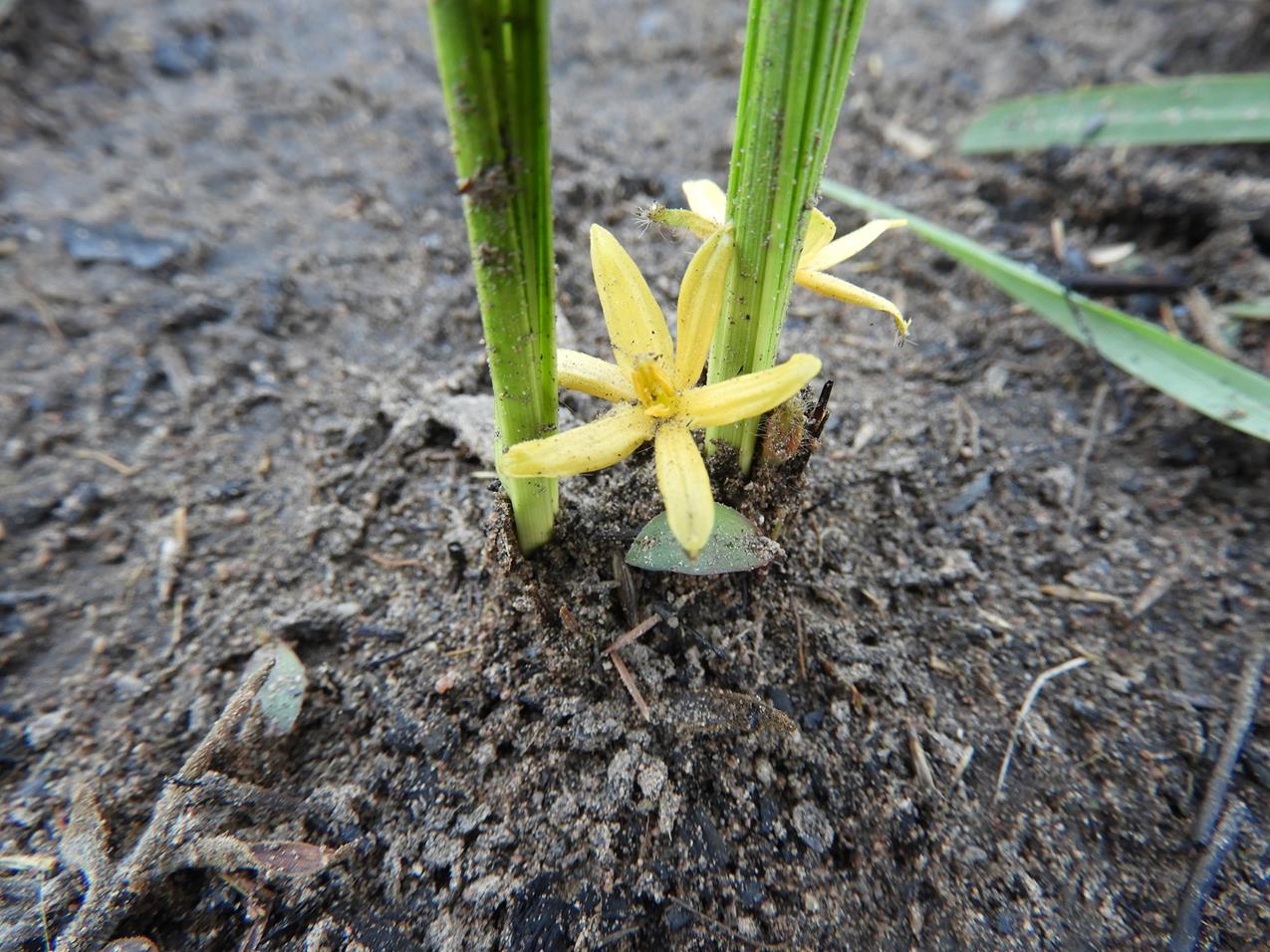 Curculigo pilosa