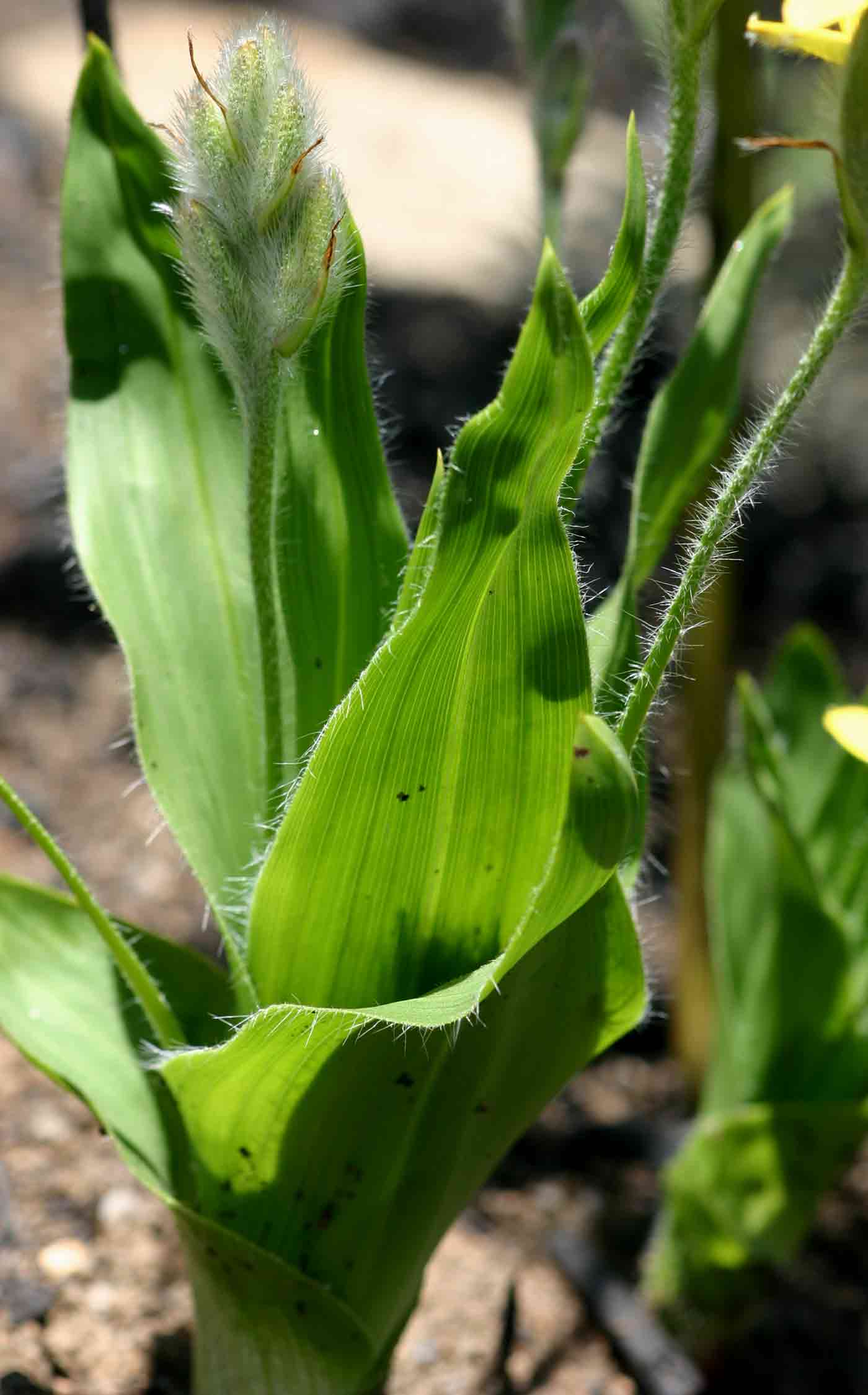 Hypoxis galpinii