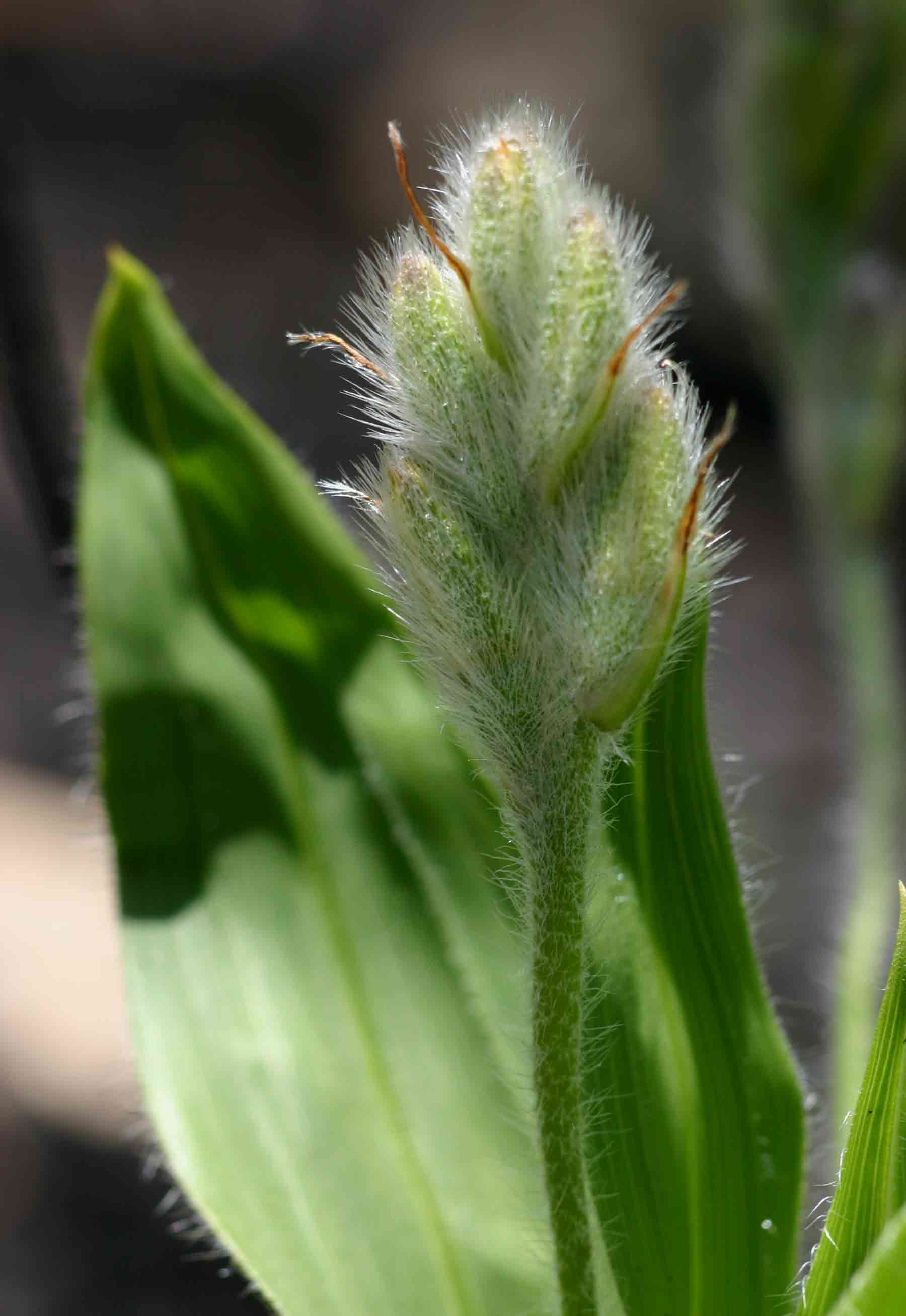 Hypoxis galpinii