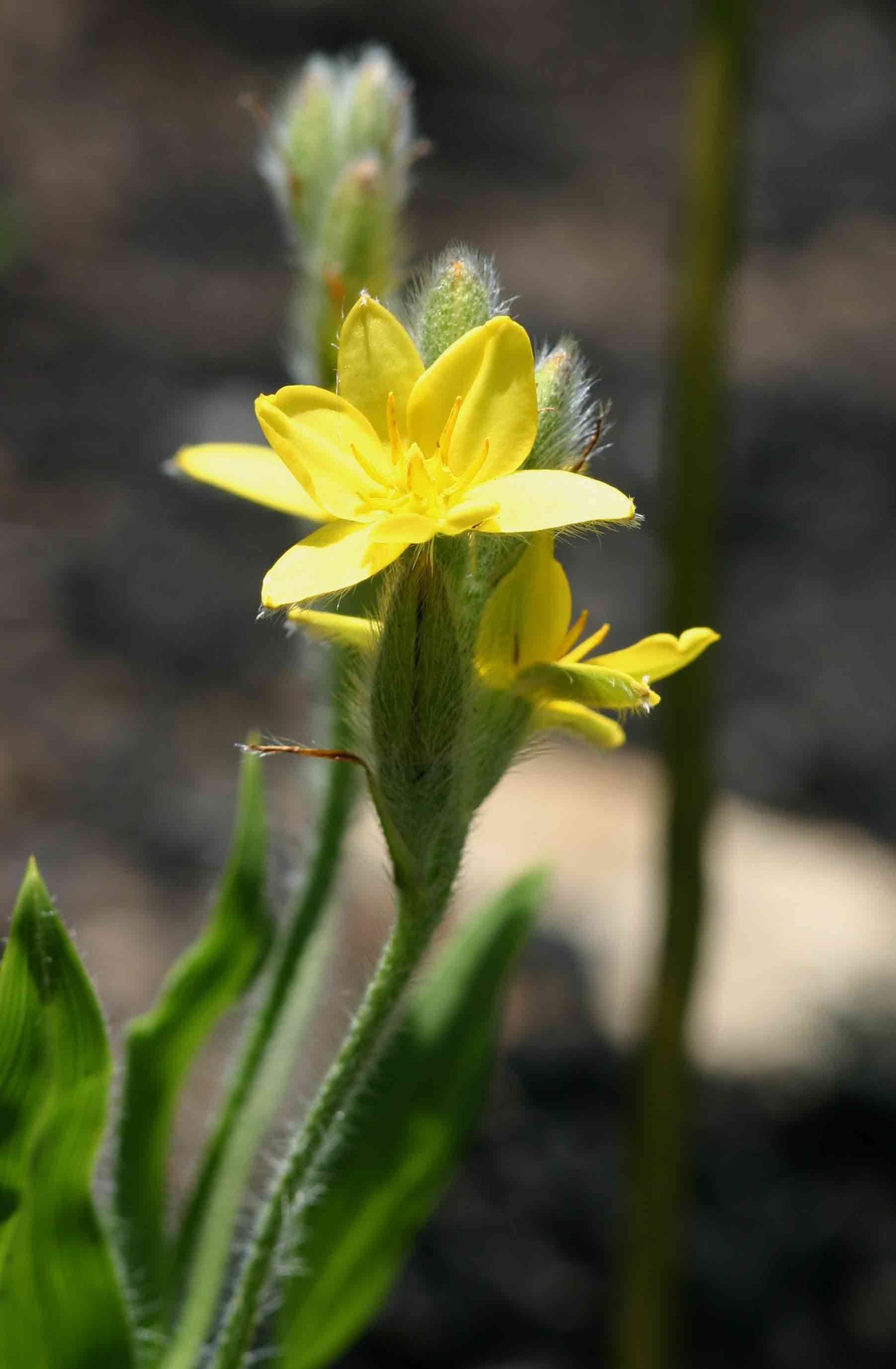 Hypoxis galpinii