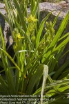 Hypoxis hemerocallidea