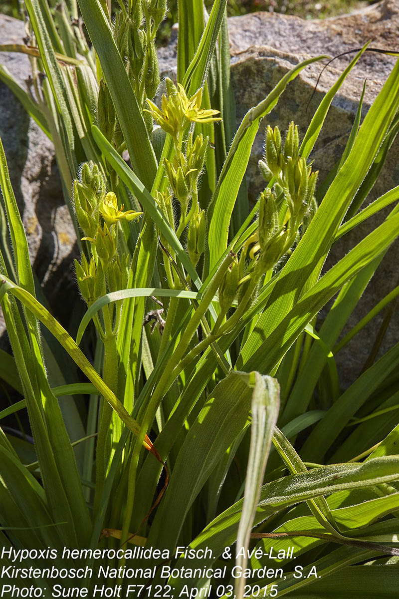 Hypoxis hemerocallidea