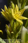 Hypoxis hemerocallidea