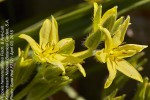 Hypoxis hemerocallidea