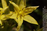 Hypoxis hemerocallidea