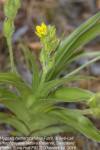 Hypoxis hemerocallidea