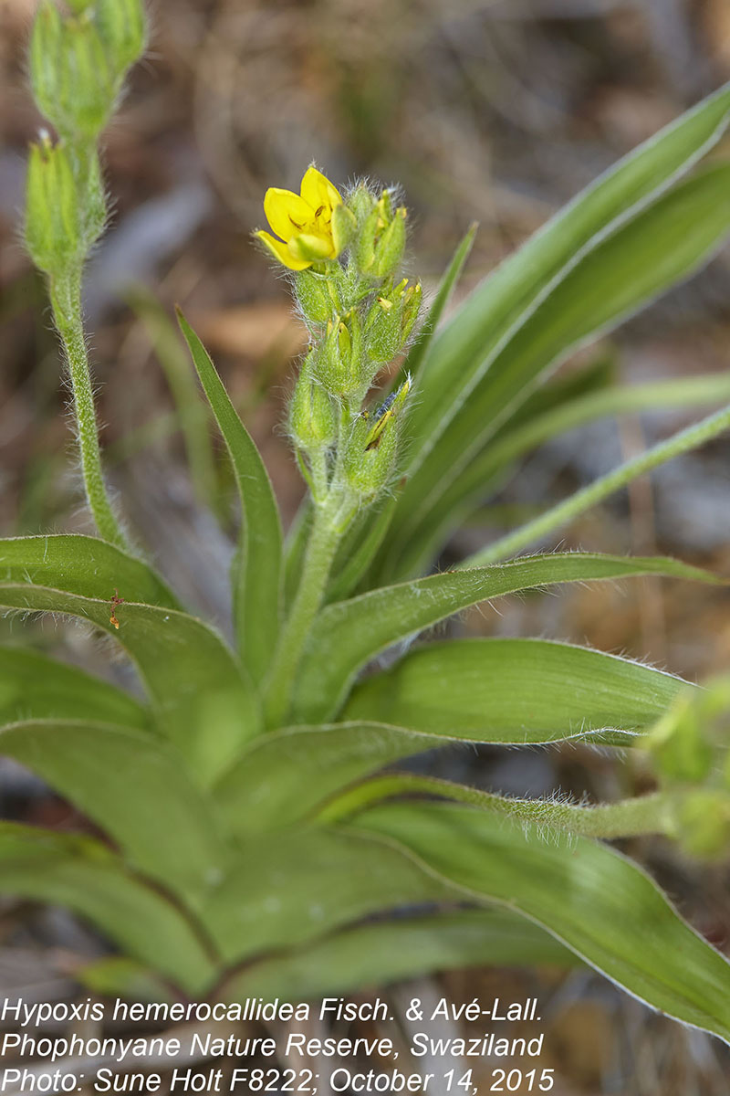 Hypoxis hemerocallidea