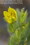 Hypoxis hemerocallidea