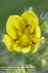 Hypoxis hemerocallidea