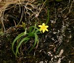 Hypoxis parvifolia