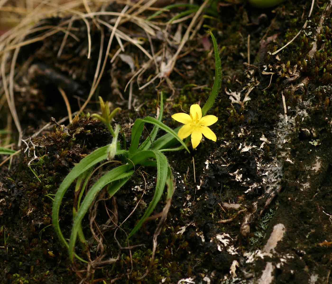 Hypoxis parvifolia