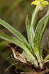 Hypoxis sp. A (as per FZ 12-3)