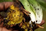 Hypoxis sp. A (as per FZ 12-3)