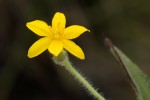 Hypoxis sp. A (as per FZ 12-3)