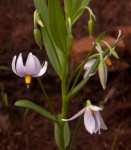 Walleria nutans