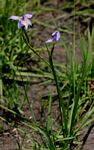 Moraea natalensis