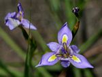 Moraea natalensis