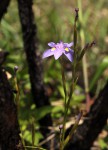 Moraea natalensis