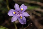 Moraea natalensis