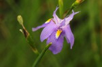 Moraea natalensis